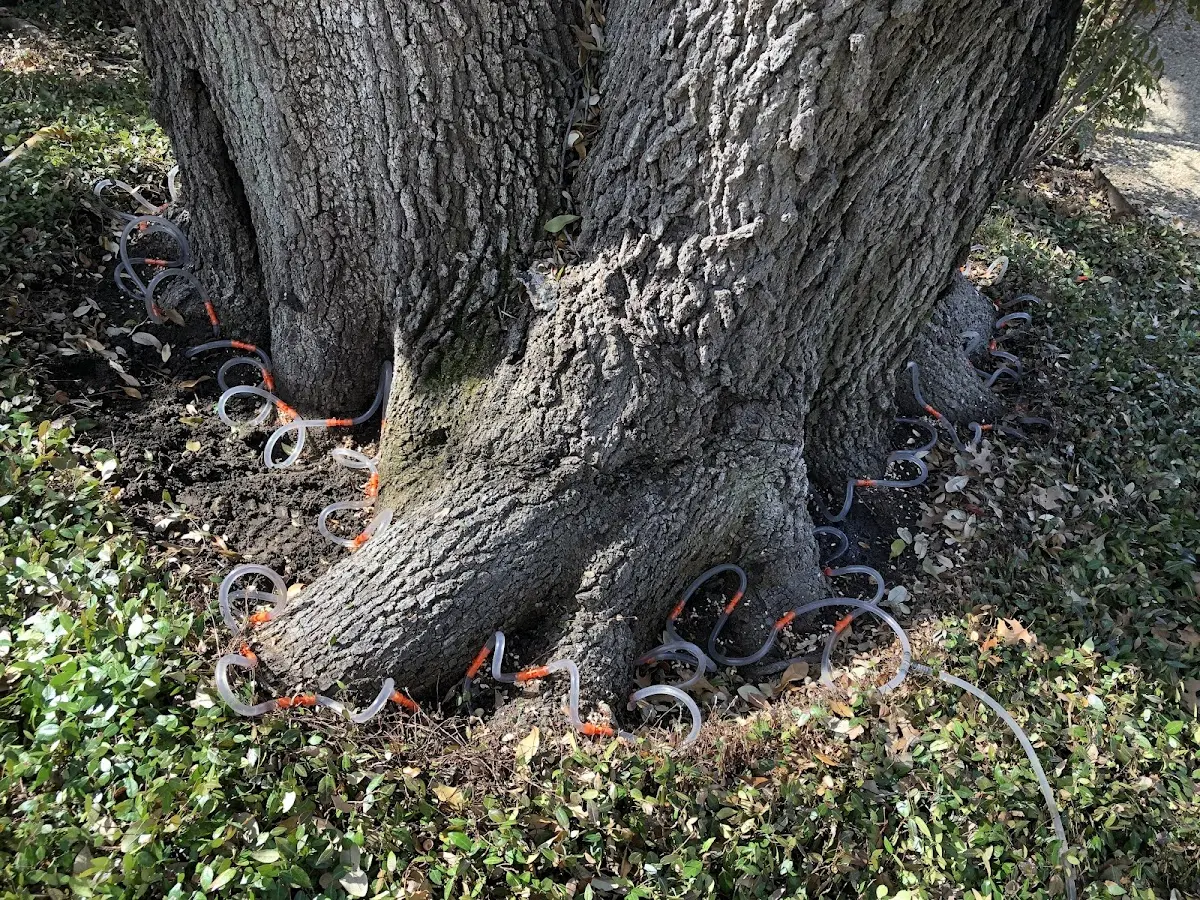 Detailed Tree Cabling and Bracing job site in Coconut Creek
