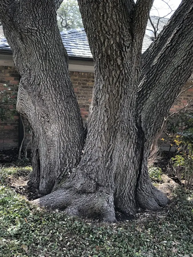 Mature heritage tree close to a Coconut Creek property cared for by certified arborists